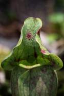 Purple Pitcher Plant