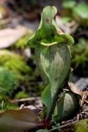 Purple Pitcher Plant