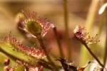 Dwarf Sundew