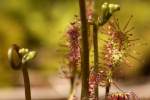 Dwarf Sundew