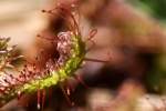 Dwarf Sundew