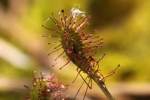 Dwarf Sundew