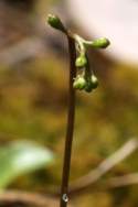 Dwarf Sundew