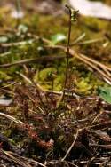 Dwarf Sundew