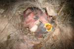 Titmouse Nest