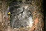 Titmouse Nest