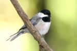 Carolina Chickadee