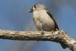 Tufted Titmouse