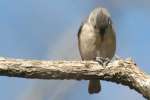 Tufted Titmouse