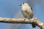 Tufted Titmouse