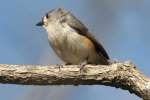 Tufted Titmouse