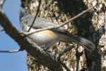 Tufted Titmouse