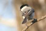 Carolina Chickadee