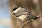 Carolina Chickadee