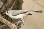 Tufted Titmouse