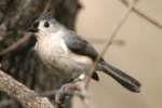 Tufted Titmouse