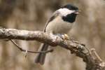 Carolina Chickadee