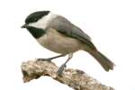 Carolina Chickadee