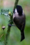 Carolina Chickadee