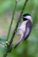 Carolina Chickadee