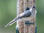 Tufted Titmouse