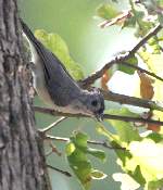 Tufted Titmouse