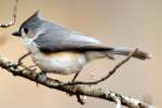 Tufted Titmouse