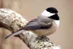 Carolina Chickadee