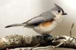 Tufted Titmouse