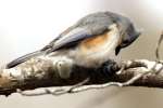 Tufted Titmouse