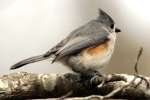 Tufted Titmouse