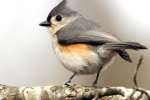 Tufted Titmouse