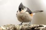 Tufted Titmouse