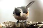 Tufted Titmouse