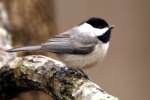 Carolina Chickadee