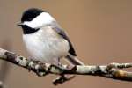 Carolina Chickadee