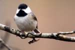 Carolina Chickadee