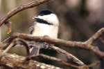 Carolina Chickadee