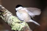 Carolina Chickadee