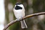 Carolina Chickadee