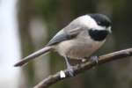 Carolina Chickadee