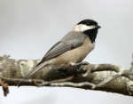 Carolina Chickadee