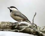 Carolina Chickadee