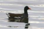 Common Moorhen