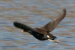 Common Moorhen