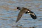 Common Moorhen