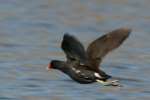 Common Moorhen