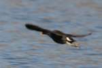 Common Moorhen