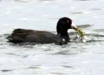 Coot