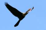 Cormorant - Juvenile